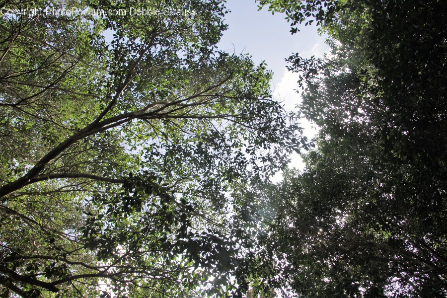 Flora, Oak, Plant, Tree, Forest