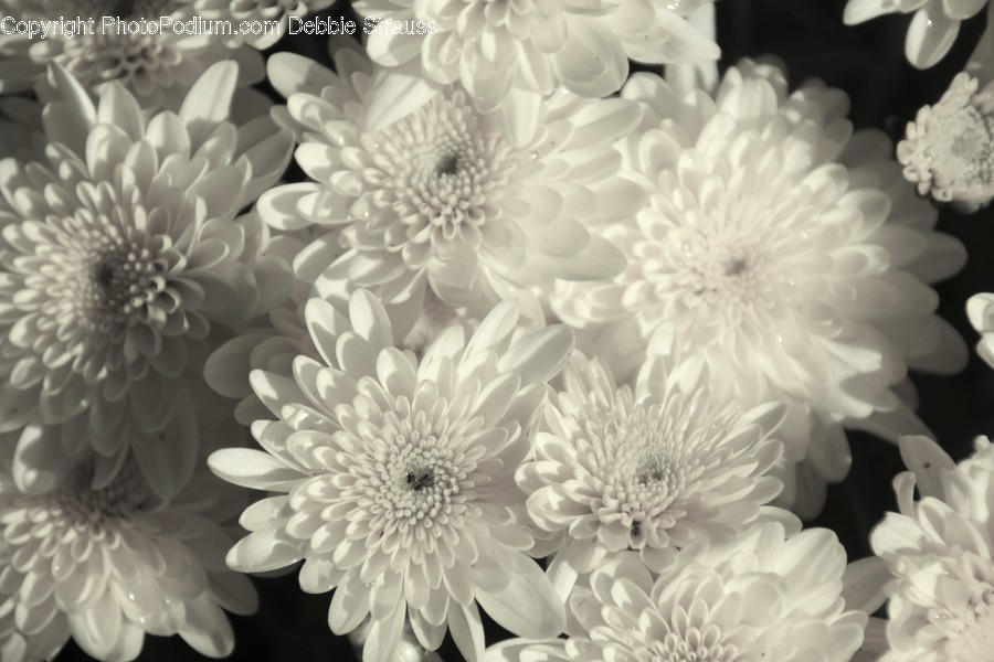 Asteraceae, Blossom, Flora, Flower, Plant