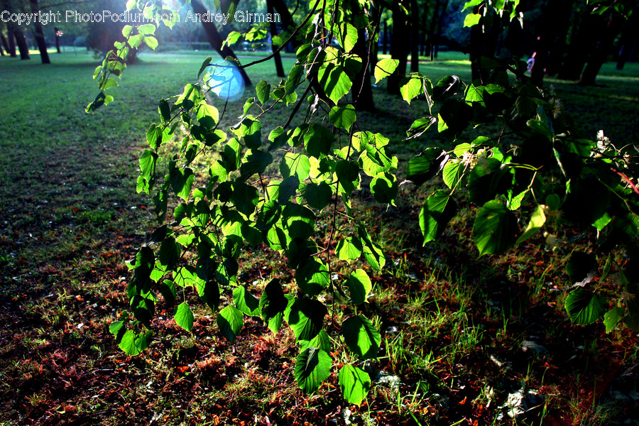 Flora, Plant, Park, Ivy, Forest