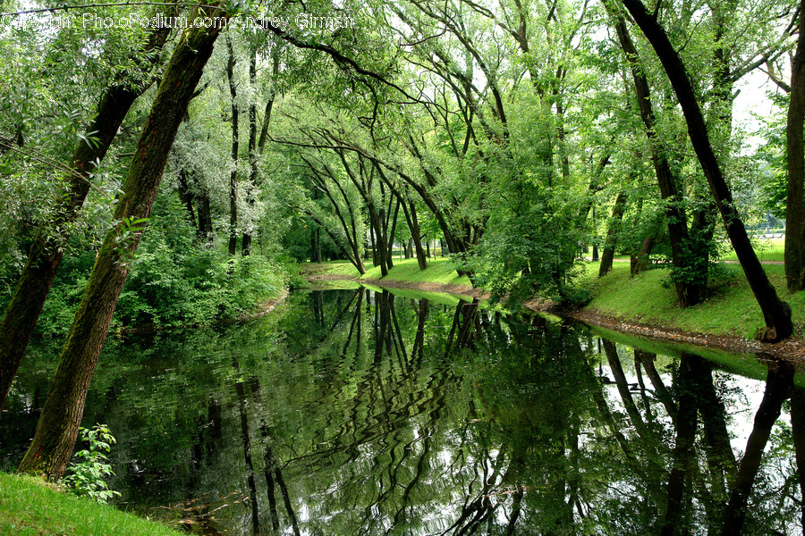 Flora, Forest, Land, Nature, Outdoors