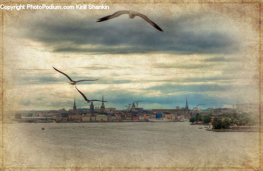 Bird, Seagull, Crane Bird, Heron