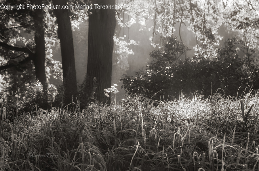 Flora, Forest, Land, Nature, Outdoors