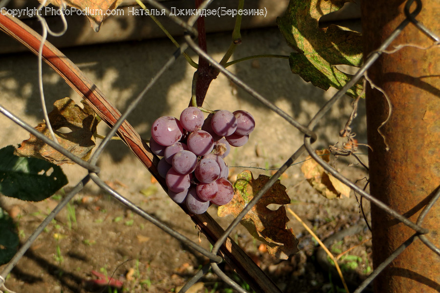Flora, Food, Fruit, Grapes, Plant