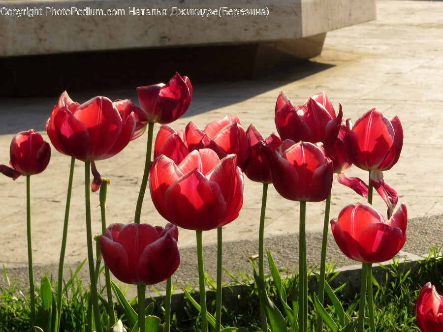 Blossom, Flora, Flower, Plant, Tulip