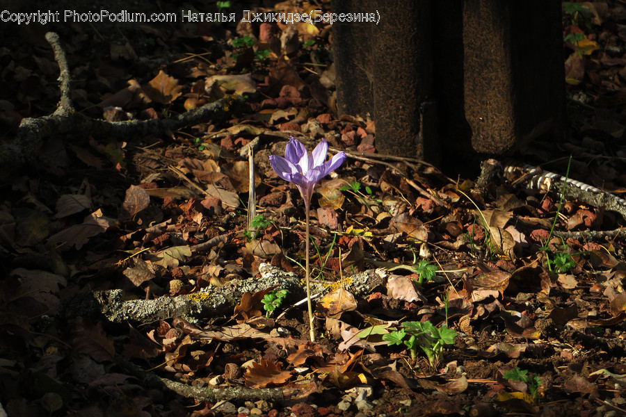 Blossom, Crocus, Flora, Flower, Plant