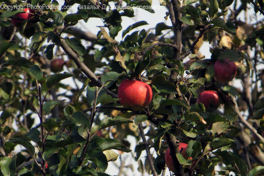 Cherry, Flora, Food, Fruit, Plant