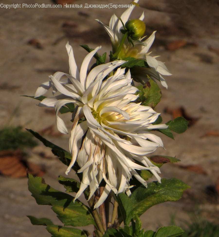 Art, Floral Design, Graphic Design, Ornament, Blossom
