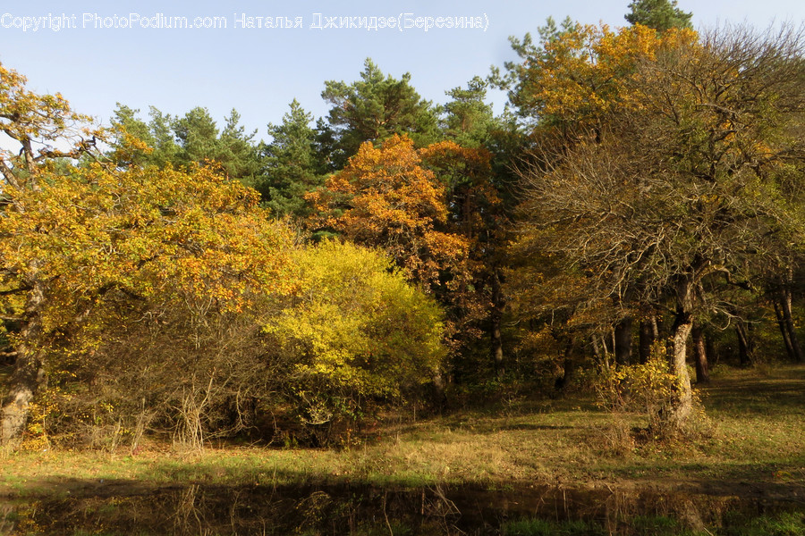 Conifer, Flora, Plant, Tree, Forest