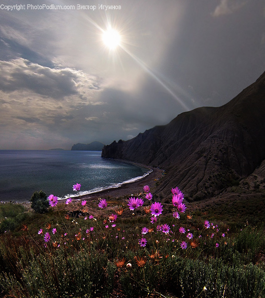 Flora, Lavender, Plant, Blossom, Flower