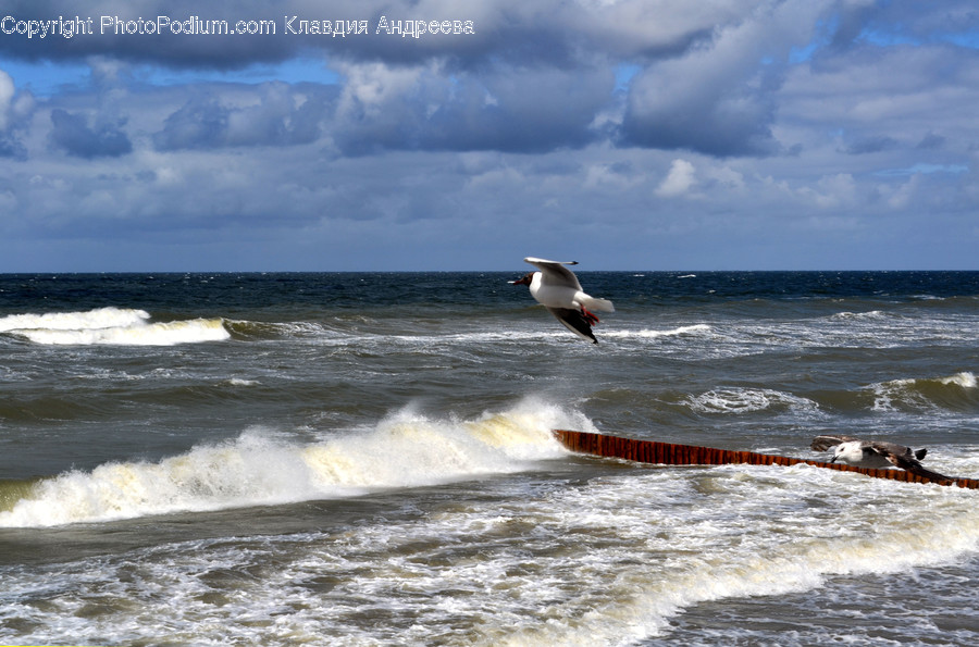 Albatross, Animal, Bird, Beach, Coast