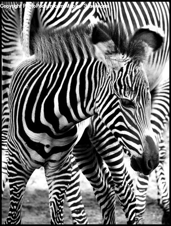 Animal, Mammal, Zebra, People, Person, Human