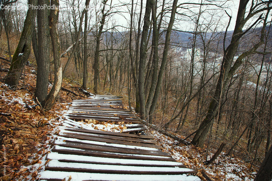 Boardwalk, Bridge, Building, Path, Trail