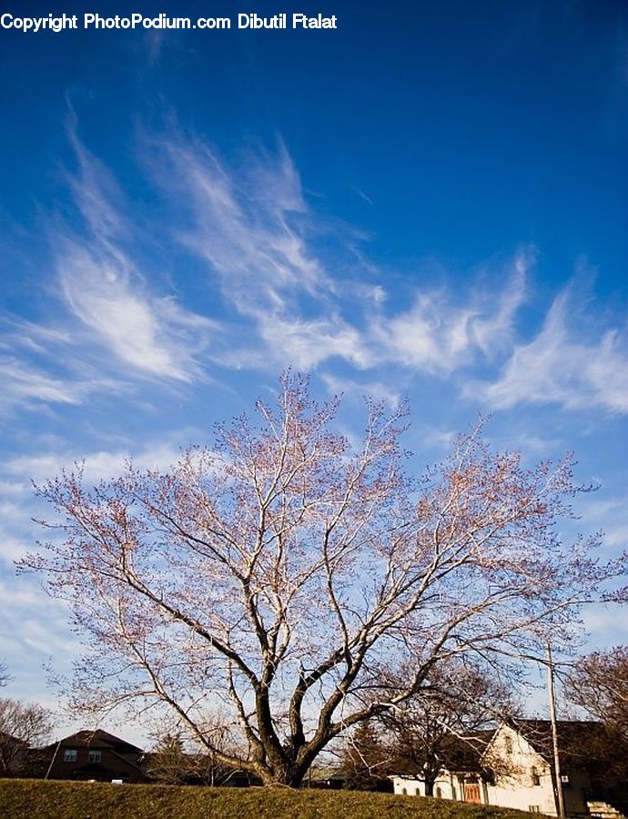 Plant, Tree, Outdoors, Sky, Oak, Wood, Blossom