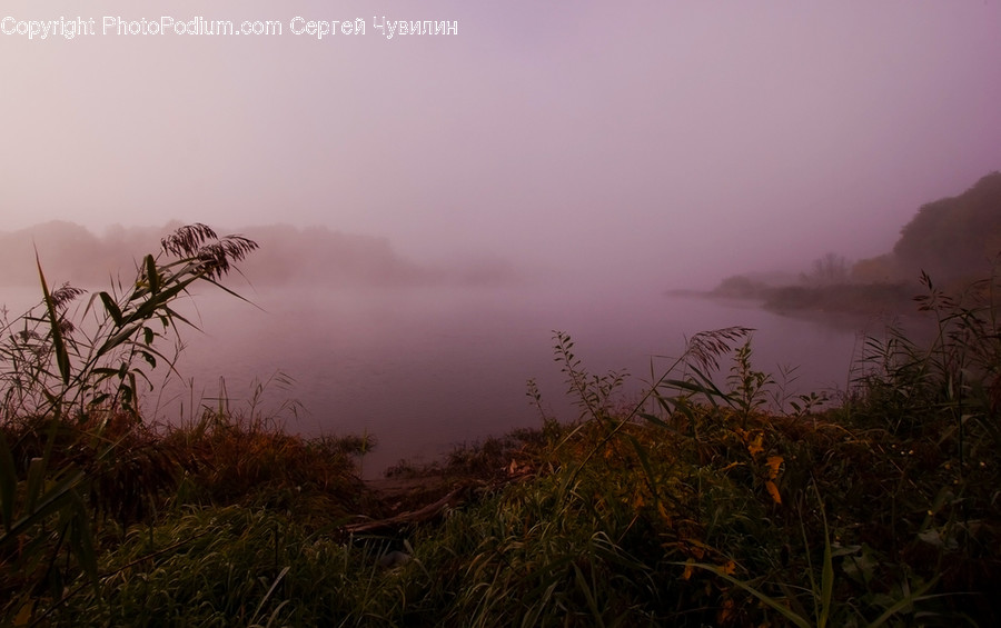 Flora, Grass, Plant, Reed, Fog