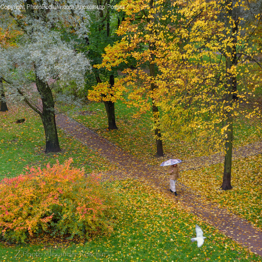 Flora, Plant, Tree, Birch, Park