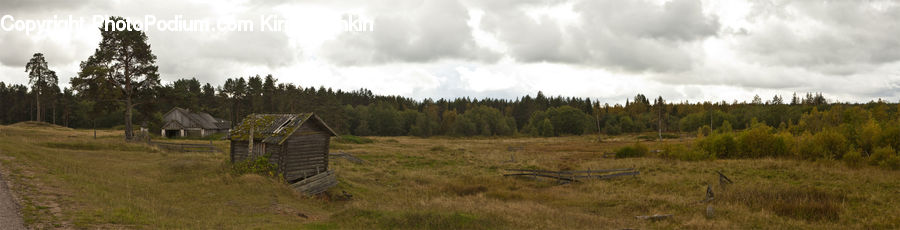 Field, Grass, Grassland, Land, Outdoors, Conifer, Fir