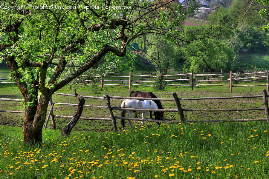 Bench, Flora, Forest, Jungle, Land