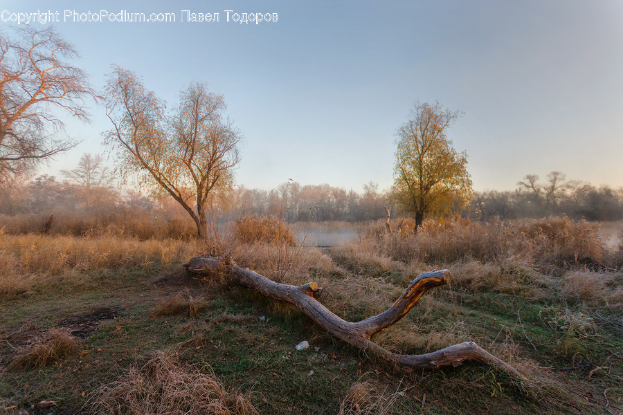 Frost, Ice, Outdoors, Snow, Field