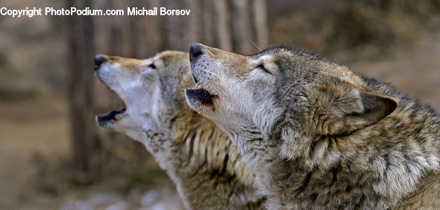 Animal, Canine, Mammal, Wolf, Coyote, Grey Fox, Red Wolf