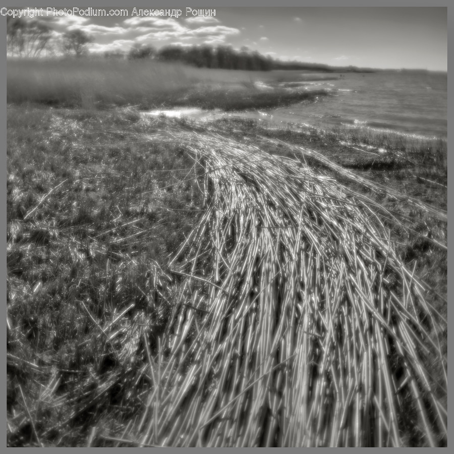 Flora, Food, Grain, Plant, Produce
