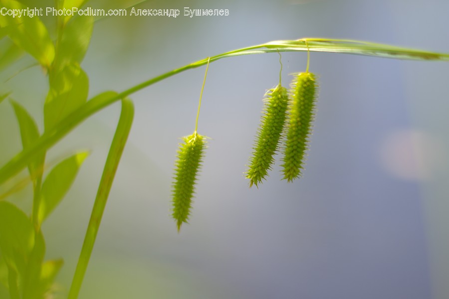 Flora, Plant, Grass, Conifer, Tree
