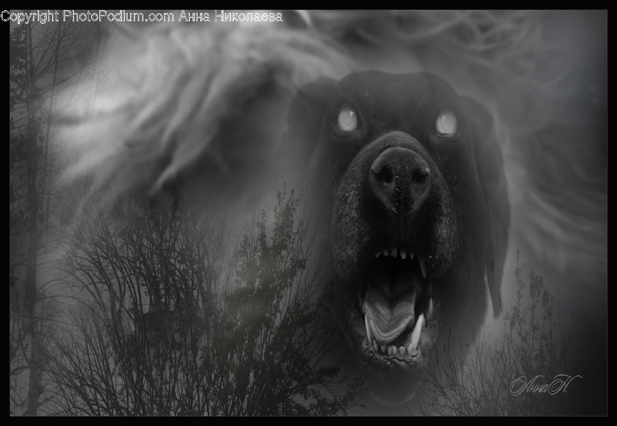 Animal