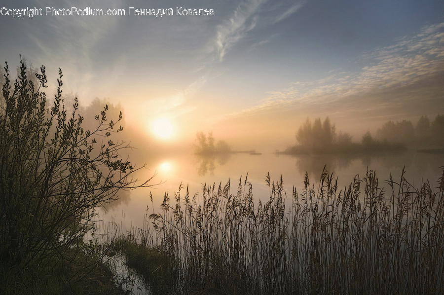 Flora, Grass, Plant, Dawn, Dusk