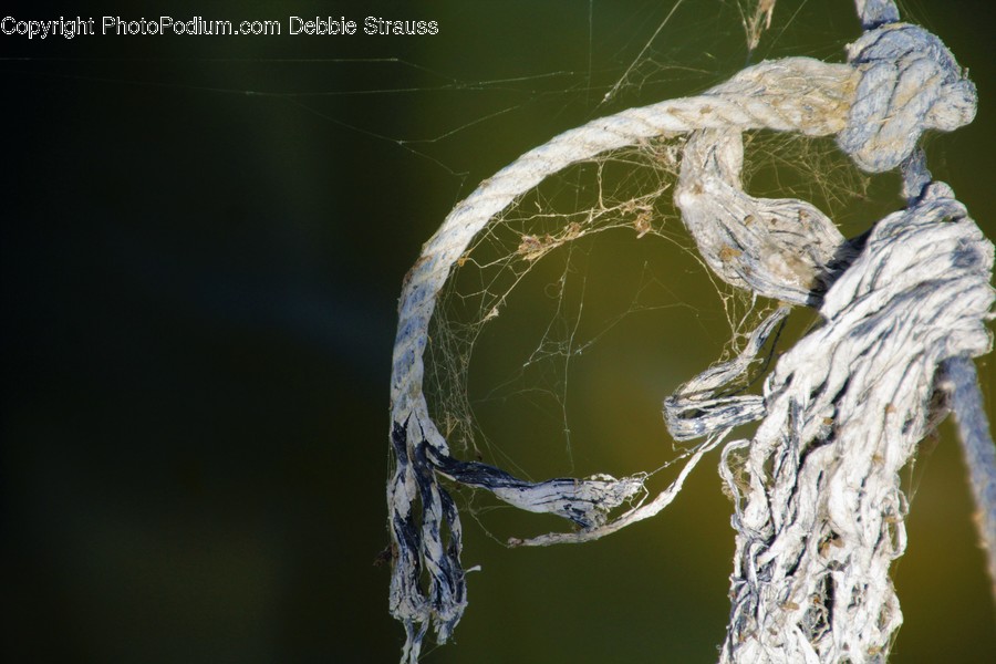 Animal, Arachnid, Garden Spider, Insect, Invertebrate