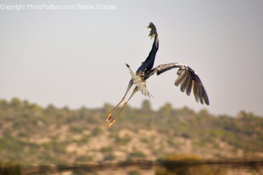Animal, Bird, Swallow, Ardeidae, Crane Bird
