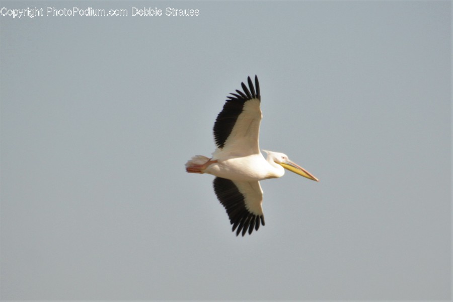 Animal, Bird, Stork, Booby, Beak