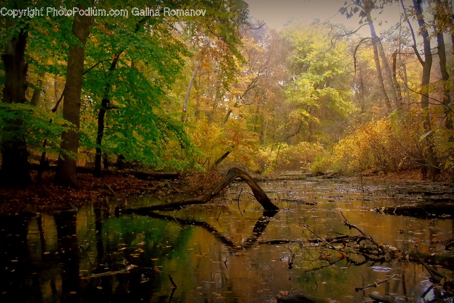 Land, Marsh, Outdoors, Swamp, Water