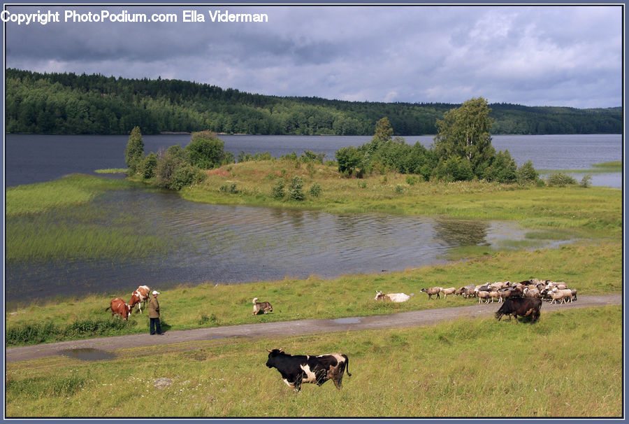 Countryside, Grassland, Meadow, Outdoors, Pasture, Ranch, Animal