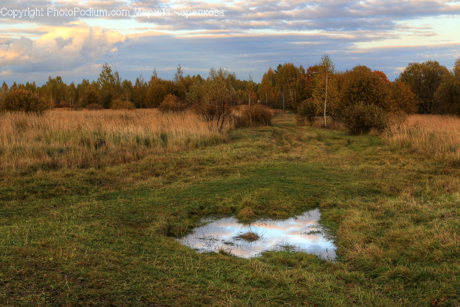 Land, Marsh, Outdoors, Swamp, Water