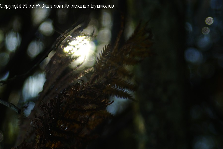 Conifer, Flora, Plant, Tree, Astronomy