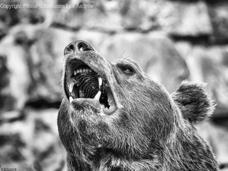 Animal, Zoo