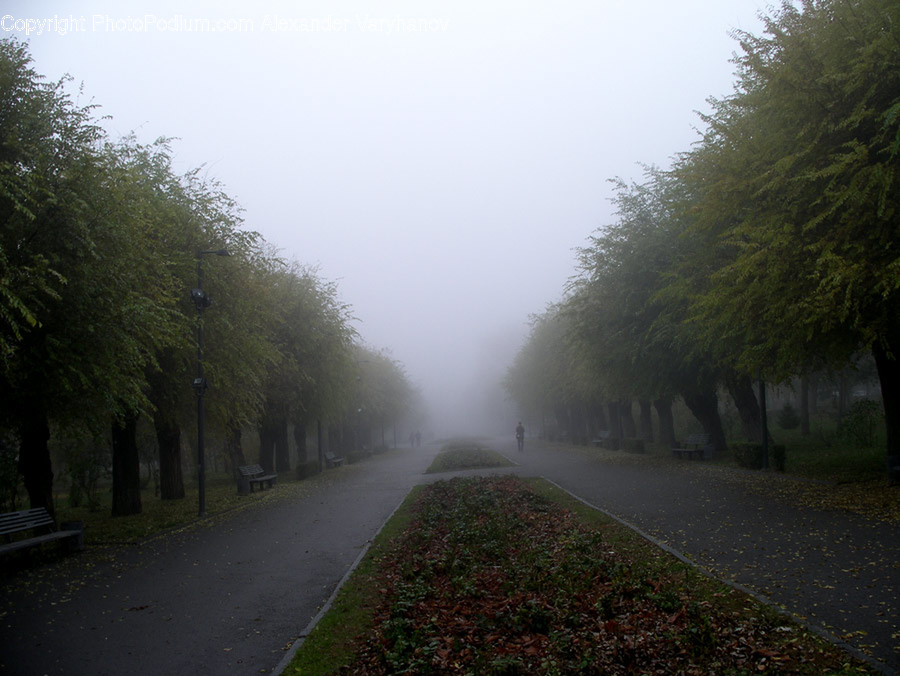 Path, Fog, Nature, Weather, Dirt Road