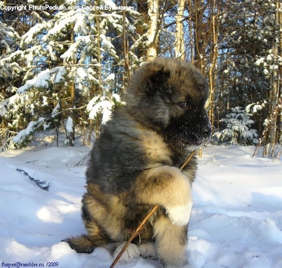 Ice, Outdoors, Snow, Animal, Chow, Dog, Pet