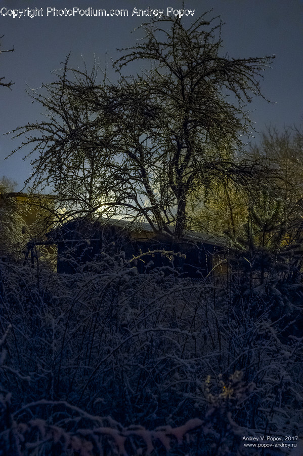 Bush, Flora, Plant, Vegetation, Tree