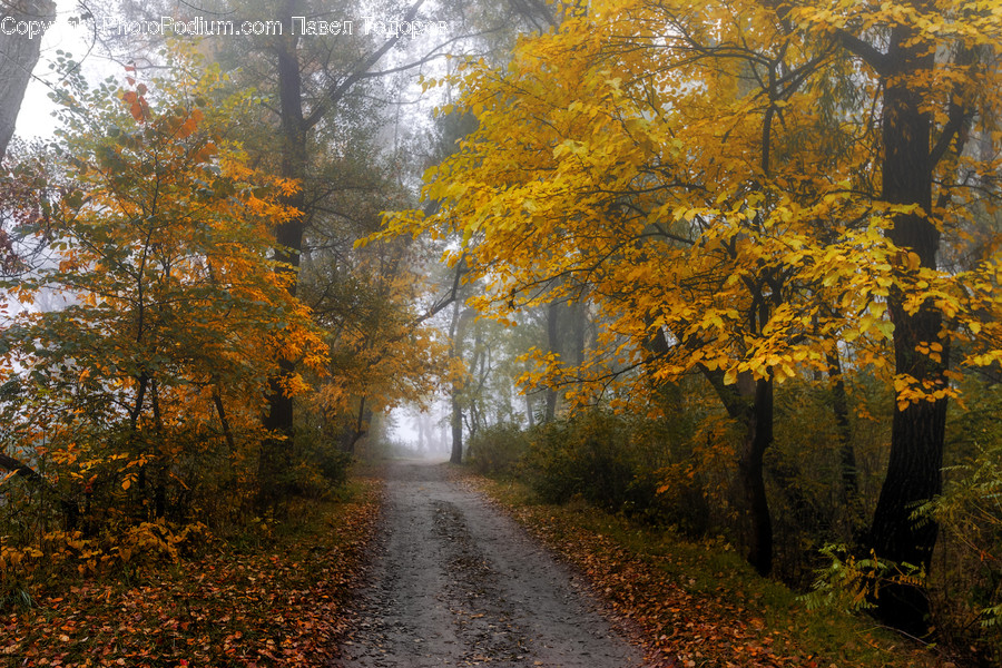 Dirt Road, Gravel, Road, Path, Flora