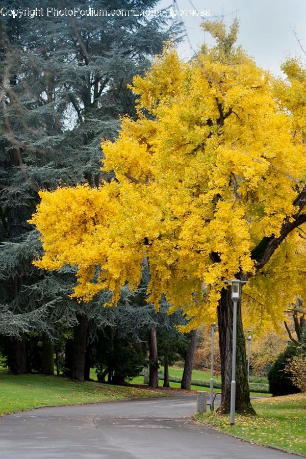Conifer, Flora, Larch, Plant, Tree
