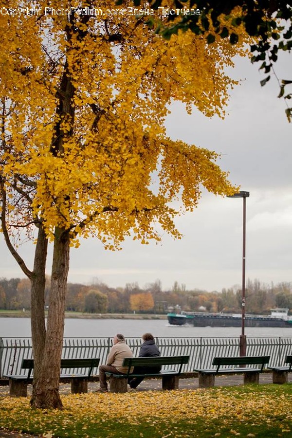 Bench, Park Bench, Dock, Pier, Flora