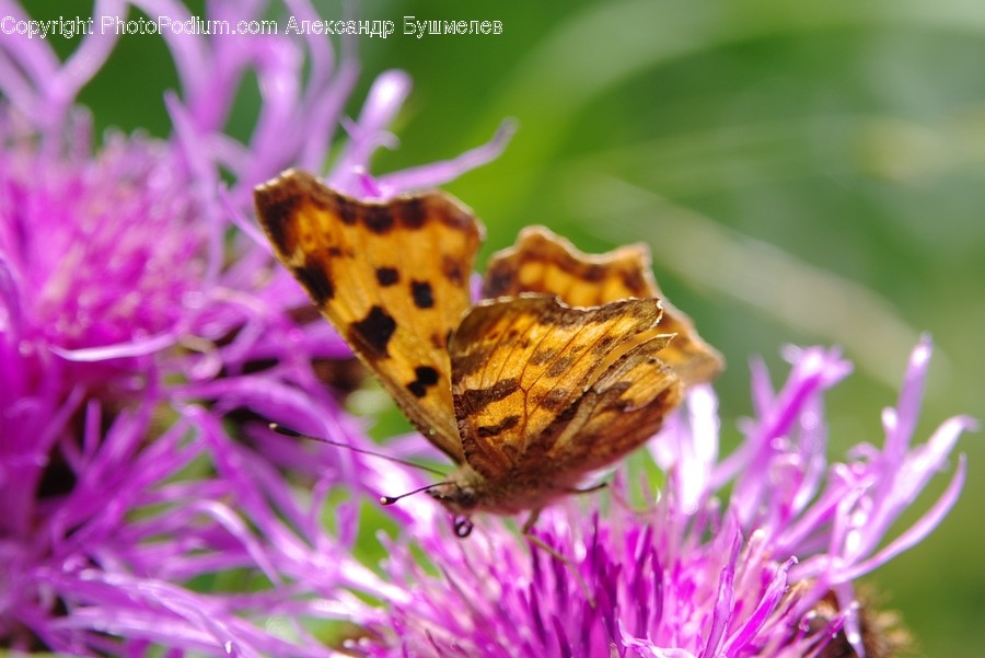 Animal, Butterfly, Insect, Invertebrate, Aster