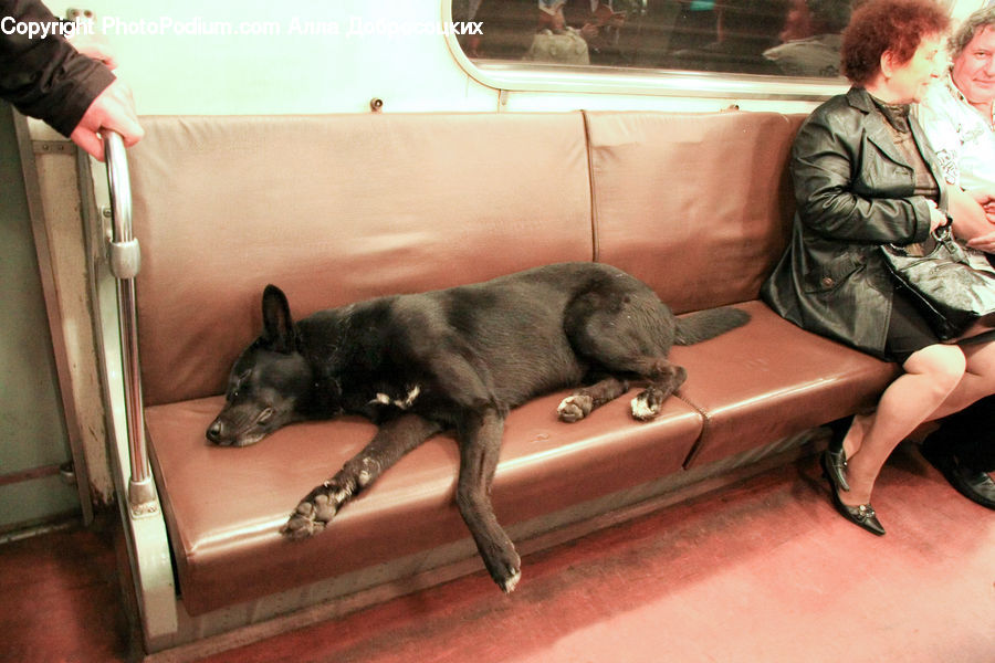 People, Person, Human, Animal, Canine, Dog, Labrador Retriever