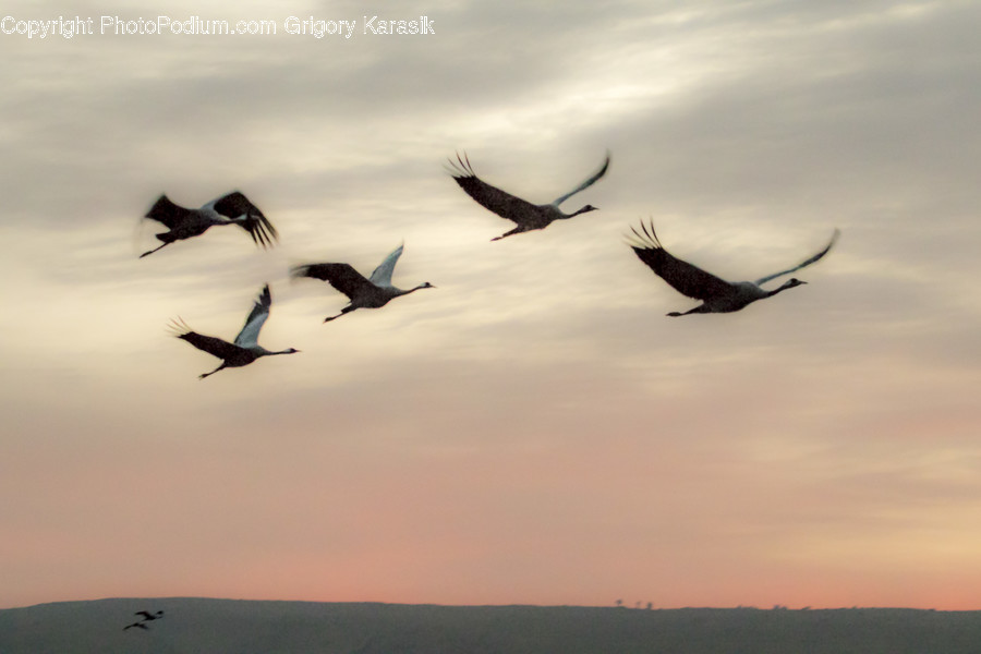 Animal, Bird, Goose, Waterfowl, Magpie