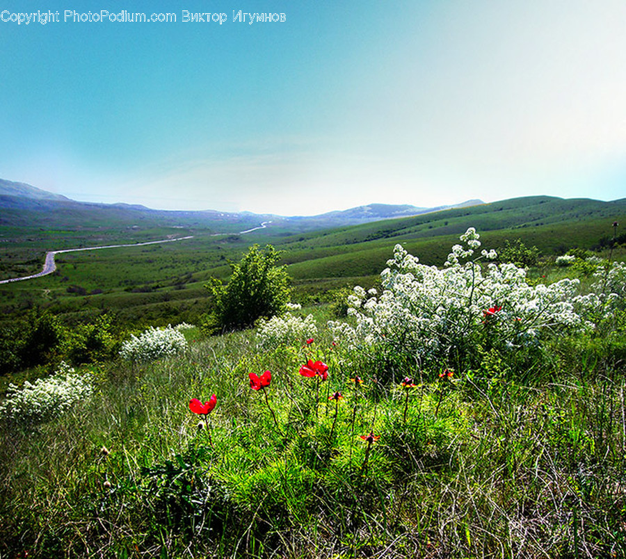 Field, Grassland, Outdoors, Flora, Plant