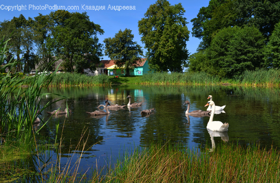 Outdoors, Pond, Water, Animal, Bird