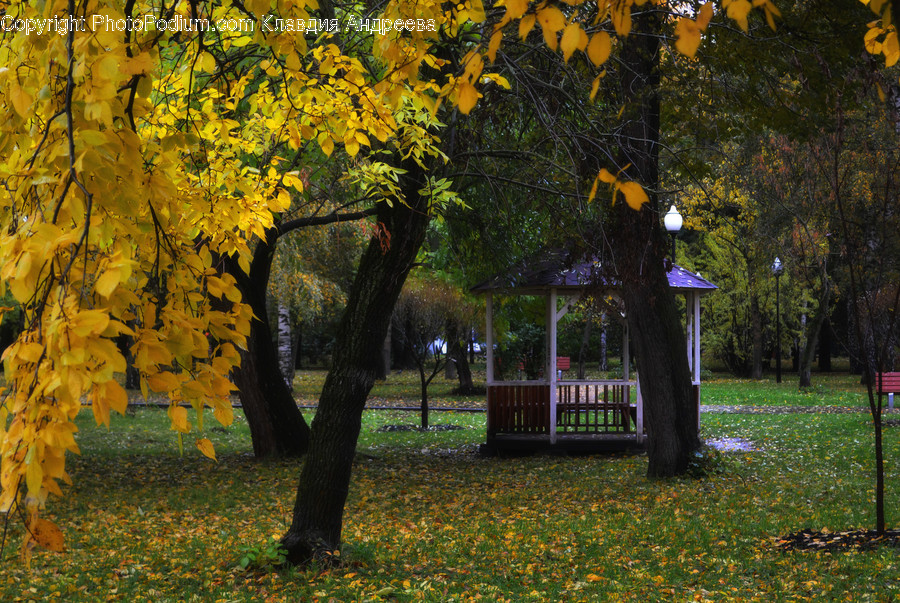 Park, Flora, Plant, Tree, Conifer