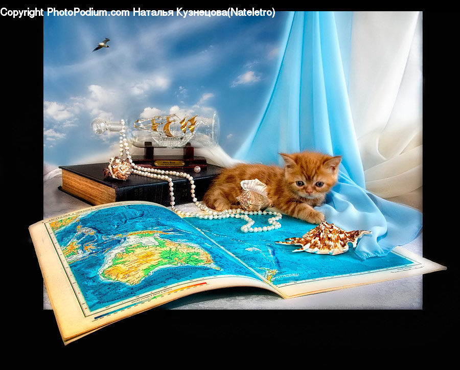 Adorable, Animal, Cat, Kitten, Mammal, Pet