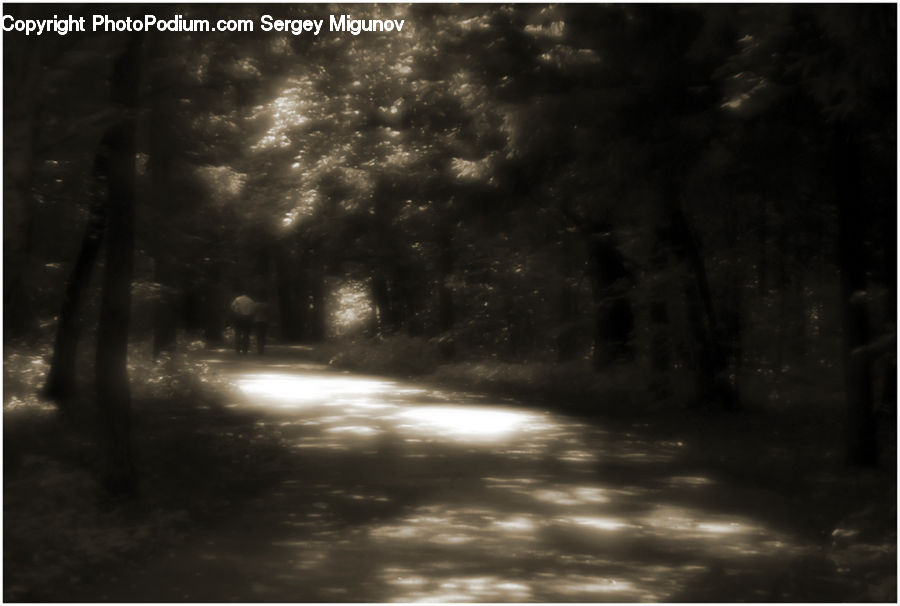 Dirt Road, Gravel, Road, Forest, Vegetation, Path, Walkway