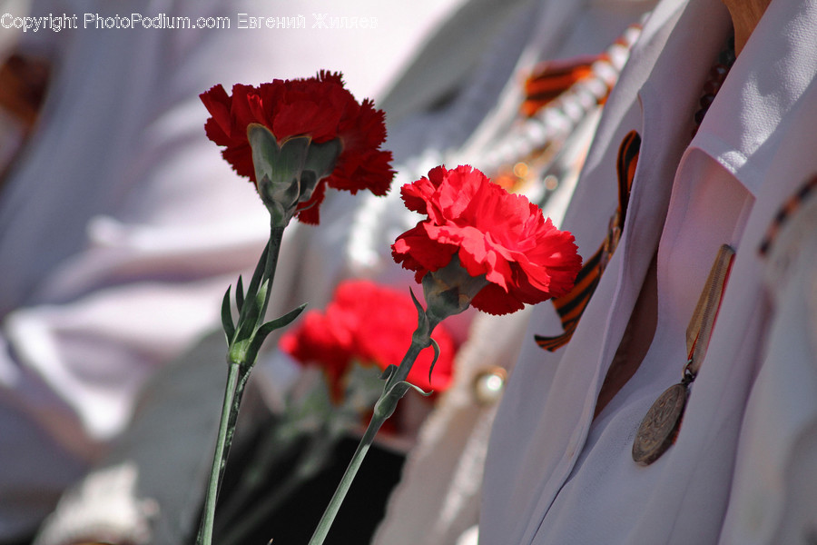Blossom, Carnation, Flora, Flower, Plant
